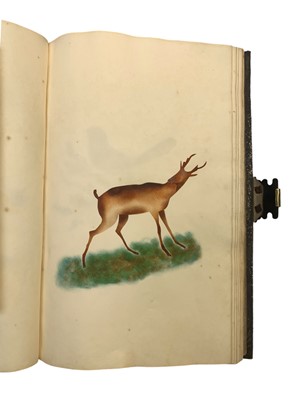Lot 63 - Natural History: An album of watercolours