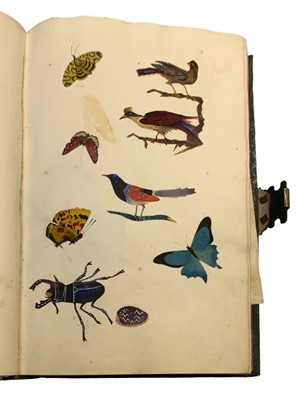 Lot 63 - Natural History: An album of watercolours