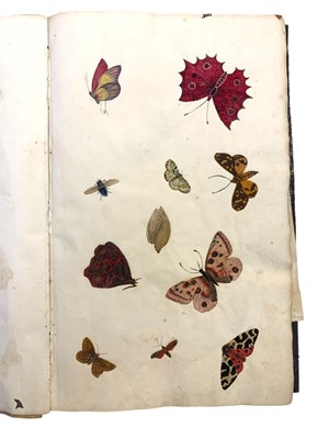Lot 63 - Natural History: An album of watercolours