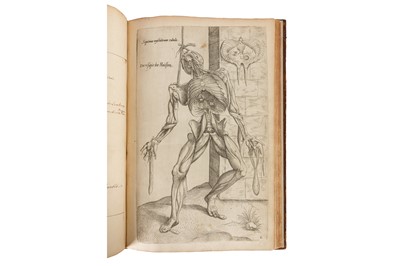 Lot 14 - Vesalius. Anatomia Viri in hoc Genere Princip. 1617