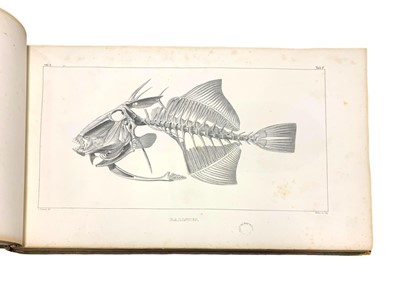 Lot 56 - Agassiz (Louis) Recherches sur les poissons fossiles