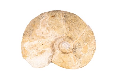 Lot 194 - A FOSSILISED AMMONITE