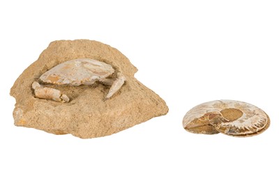 Lot 195 - A FOSSILISED CRAB AND AN AMMONITE CROSS-SECTIONED