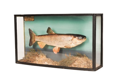 Lot 175 - TAXIDERMY, A COMMON (EUROPEAN) CHUB (SQUALIUS CEPHALUS)