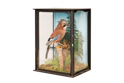 Lot 215 - TAXIDERMY, A EURASIAN JAY (GARRALUS GLANDARIUS)