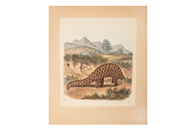 Lot 116 - Scriber & others, Natural history colour prints.