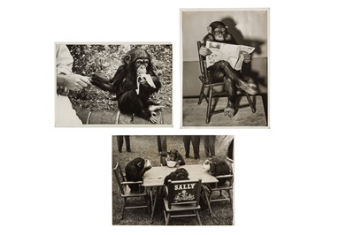 Lot 85 - LONDON ZOO INTEREST - Chimpanzees at the London Zoo, c.1949- 1956