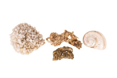Lot 192 - A TURBO MARMORATUS SHELL AND GROUP OF MINERAL SPECIMENS