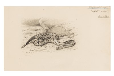 Lot 106 - WILHELM KUHNERT (GERMAN, 1865-1926)