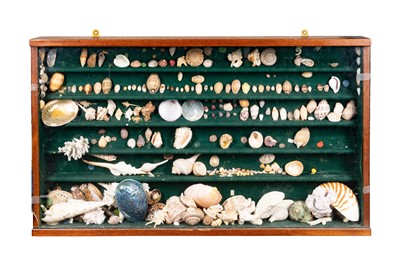 Lot 179 - A VICTORIAN SHELL COLLECTION IN ITS DISPLAY CASE