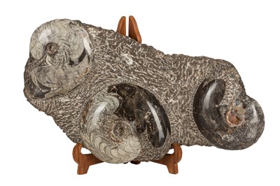 Lot 196 - A FOSSILISED AMMONITE GROUP