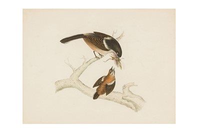 Lot 208 - SIR WILLIAM JARDINE (SCOTTISH, 1800-1874)