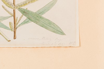 Lot 41 - AUSTRALIAN SCHOOL (C. 1797)