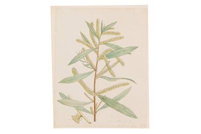 Lot 41 - AUSTRALIAN SCHOOL (C. 1797)