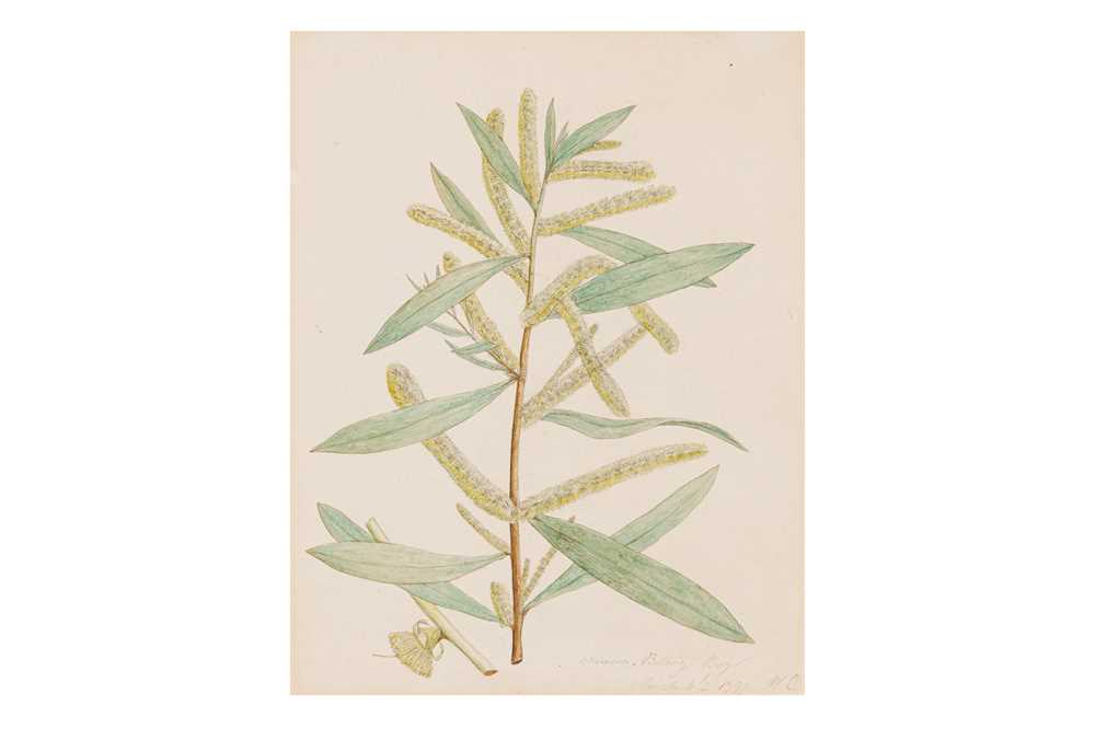 Lot 41 - AUSTRALIAN SCHOOL (C. 1797)