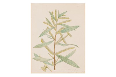 Lot 41 - AUSTRALIAN SCHOOL (C. 1797)
