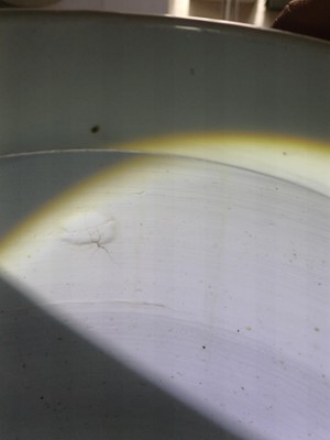 Lot 41 - A very large Chinese powder-blue gilt-decorated jar and cover, Qing dynasty, Kangxi period