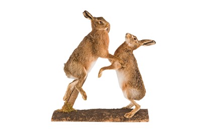 Lot 139 - TAXIDERMY, A PAIR OF BOXING MARCH HARES (LEPUS EUROPAEUS)