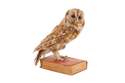 Lot 235 - TAXIDERMY, ‘THE WISE OWL’, TAWNY OWL (STRIX ALUCO), LATE 19TH CENTURY