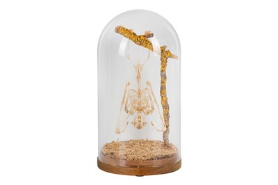Lot 236 - TAXIDERMY / OSTEOLOGY, A LESCHENAULT'S ROUSETTE FRUIT BAT (ROUSETTUS LESCHENAULTII) SKELETON IN DOME
