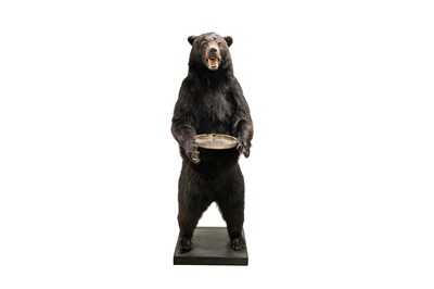 Lot 116 - TAXIDERMY, A NORTH AMERICAN BLACK BEAR (URSUS AMERICANUS) BY SIMON 'THE STUFFA' WILSON