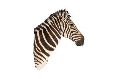 Lot 94 - TAXIDERMY, A BURCHELL'S ZEBRA (EQUUS QUAGGA BURCHELLII) HEAD BY SIMON 'THE STUFFA' WILSON
