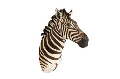 Lot 94 - TAXIDERMY, A BURCHELL'S ZEBRA (EQUUS QUAGGA BURCHELLII) HEAD BY SIMON 'THE STUFFA' WILSON