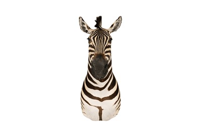 Lot 94 - TAXIDERMY, A BURCHELL'S ZEBRA (EQUUS QUAGGA BURCHELLII) HEAD BY SIMON 'THE STUFFA' WILSON