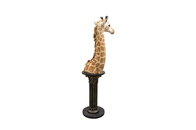 Lot 97 - TAXIDERMY, A JUVENILE GIRAFFE (GIRAFFA CAMELOPARDALIS) HEAD AND NECK BY SIMON 'THE STUFFA' WILSON