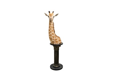 Lot 97 - TAXIDERMY, A JUVENILE GIRAFFE (GIRAFFA CAMELOPARDALIS) HEAD AND NECK BY SIMON 'THE STUFFA' WILSON