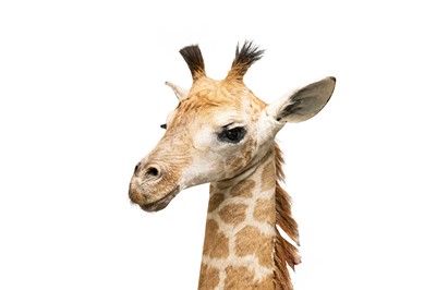 Lot 97 - TAXIDERMY, A JUVENILE GIRAFFE (GIRAFFA CAMELOPARDALIS) HEAD AND NECK BY SIMON 'THE STUFFA' WILSON