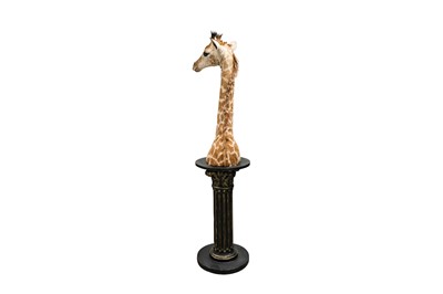 Lot 97 - TAXIDERMY, A JUVENILE GIRAFFE (GIRAFFA CAMELOPARDALIS) HEAD AND NECK BY SIMON 'THE STUFFA' WILSON
