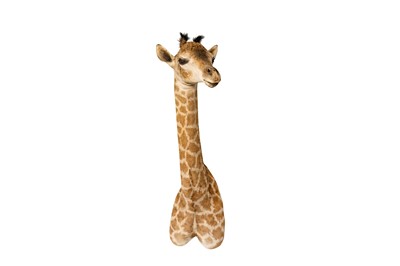 Lot 96 - TAXIDERMY, A JUVENILE GIRAFFE (GIRAFFA CAMELOPARDALIS) HEAD AND NECK BY SIMON 'THE STUFFA' WILSON