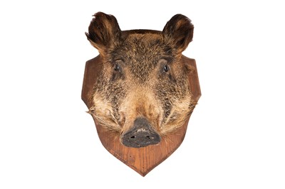 Lot 119 - TAXIDERMY, BOAR'S (SUS SCROFA) HEAD