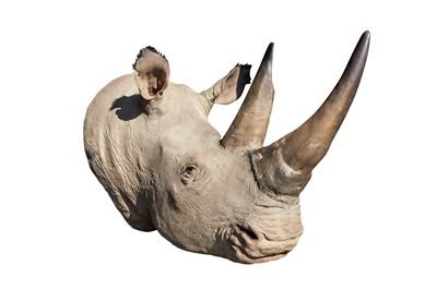 Lot 101 - TAXIDERMY, A GOOD LIFESIZE CAST OF A WHITE RHINO'S HEAD AFTER ROWLAND WARD