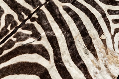 Lot 95 - TAXIDERMY, JUVENILE ZEBRA (EQUUS QUAGGA) SKIN RUG