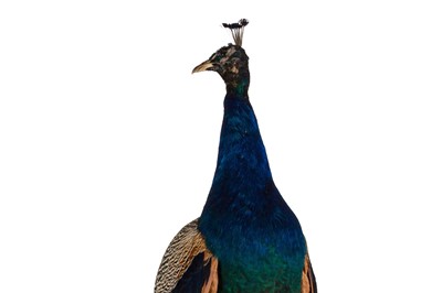 Lot 230 - TAXIDERMY, PEACOCK (PAVO CRISTATUS)