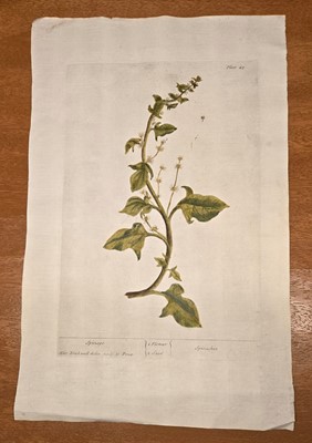 Lot 40 - ELIZABETH BLACKWELL. A CURIOUS HERBAL - 12 PLATES ONLY. 1737