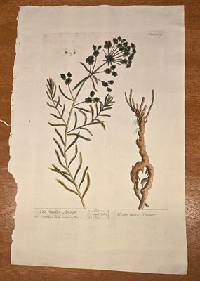 Lot 40 - ELIZABETH BLACKWELL. A CURIOUS HERBAL - 12 PLATES ONLY. 1737