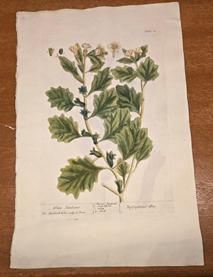 Lot 40 - ELIZABETH BLACKWELL. A CURIOUS HERBAL - 12 PLATES ONLY. 1737