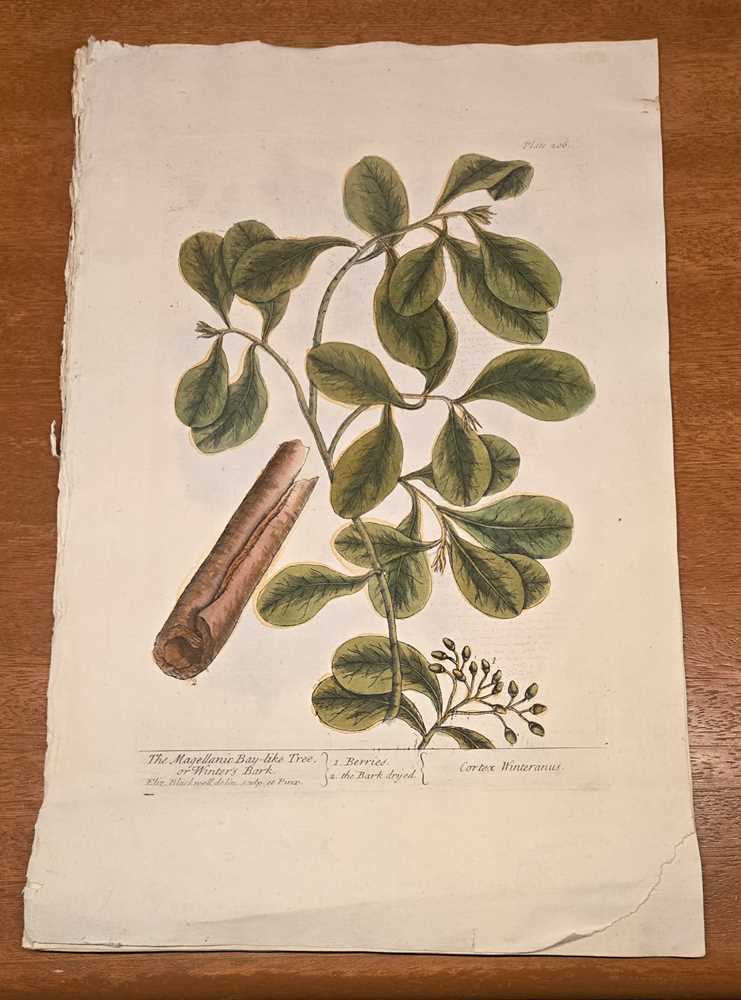 Lot 40 - ELIZABETH BLACKWELL. A CURIOUS HERBAL - 12 PLATES ONLY. 1737