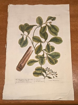 Lot 40 - ELIZABETH BLACKWELL. A CURIOUS HERBAL - 12 PLATES ONLY. 1737