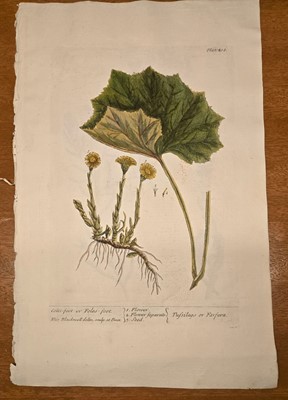Lot 40 - ELIZABETH BLACKWELL. A CURIOUS HERBAL - 12 PLATES ONLY. 1737