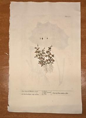 Lot 40 - ELIZABETH BLACKWELL. A CURIOUS HERBAL - 12 PLATES ONLY. 1737