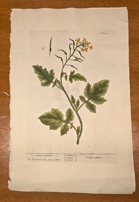 Lot 40 - ELIZABETH BLACKWELL. A CURIOUS HERBAL - 12 PLATES ONLY. 1737