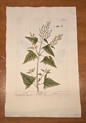 Lot 40 - ELIZABETH BLACKWELL. A CURIOUS HERBAL - 12 PLATES ONLY. 1737