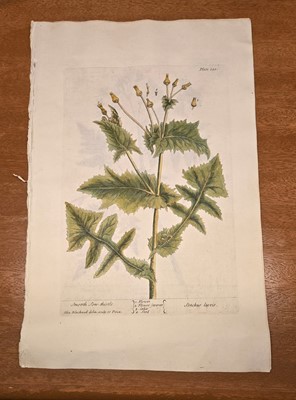 Lot 40 - ELIZABETH BLACKWELL. A CURIOUS HERBAL - 12 PLATES ONLY. 1737