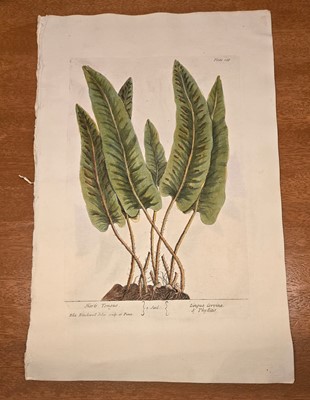Lot 40 - ELIZABETH BLACKWELL. A CURIOUS HERBAL - 12 PLATES ONLY. 1737
