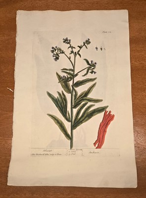 Lot 40 - ELIZABETH BLACKWELL. A CURIOUS HERBAL - 12 PLATES ONLY. 1737