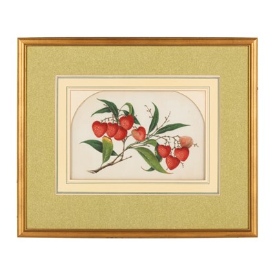 Lot 372 - A Chinese export pith painting of lychees, Chinese School, 19th/20th century